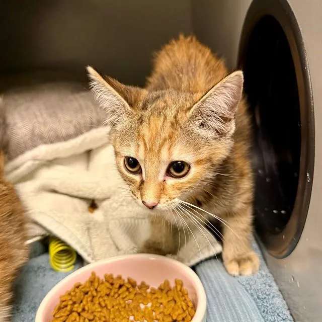 A baby small-sized female Domestic Short Hair cat named Sweet Pea for adoption in Leesburg, VA