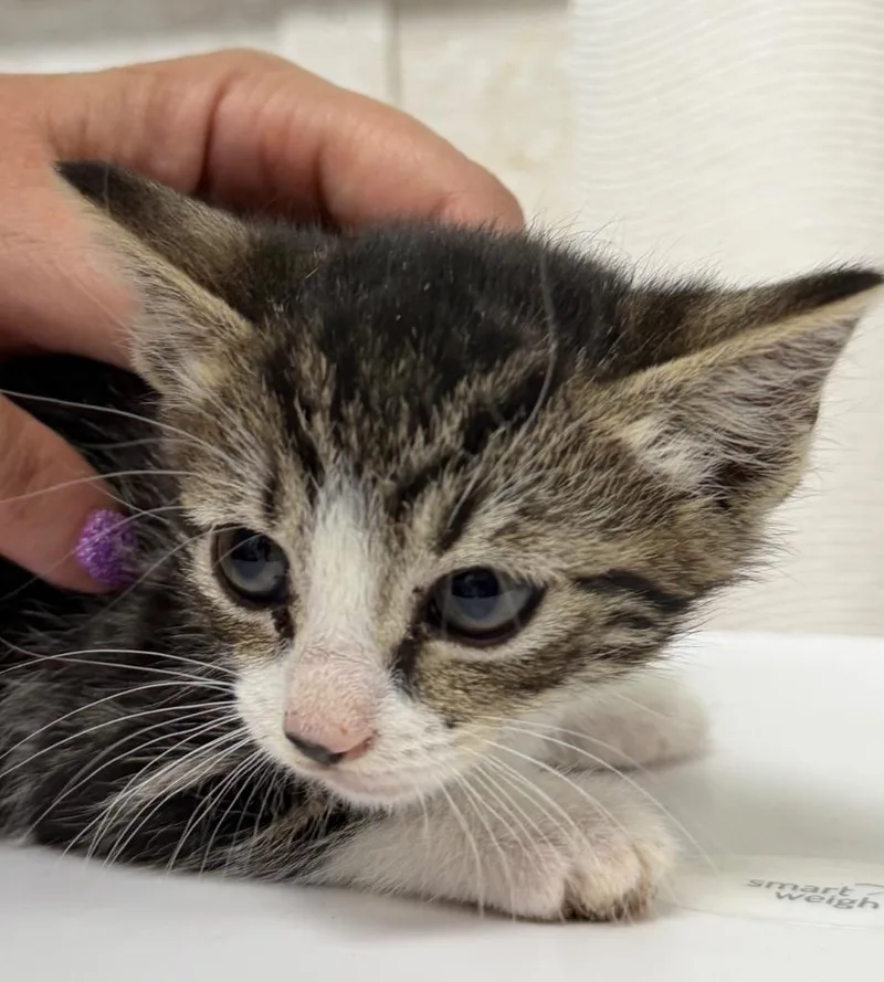 A baby medium-sized female Domestic Short Hair cat named Clairborne for adoption in Pomona, NY