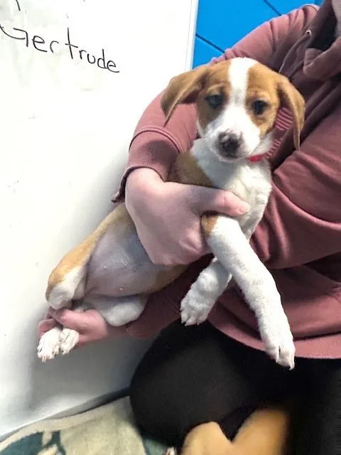 A baby small-sized female White / Cream Feist dog named Gertrude for adoption in Muskegon, MI