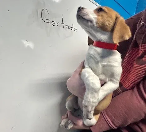 Gertrude thumbnail 2