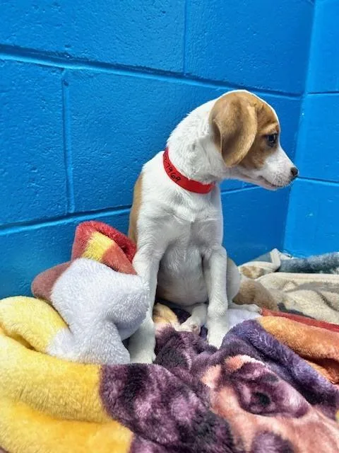 Gertrude thumbnail 3