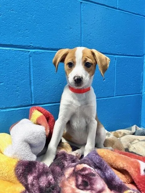 Gertrude thumbnail 4