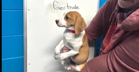 Gertrude thumbnail 5