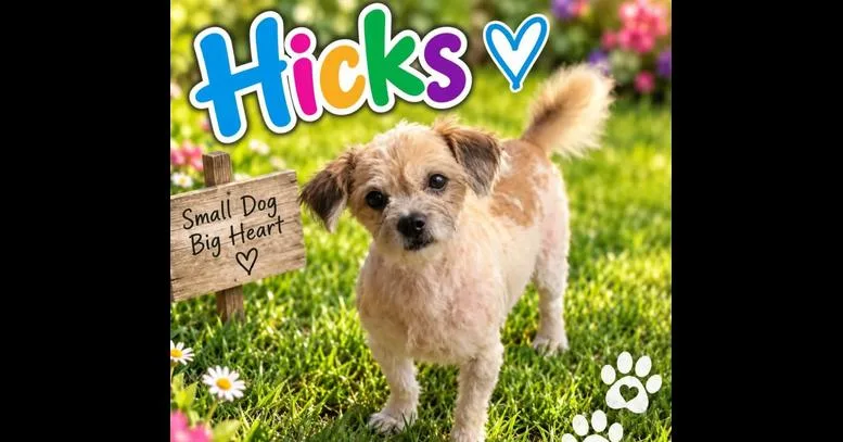 An adult small-sized male Shih Tzu dog named Hicks for adoption in Plymouth, MI