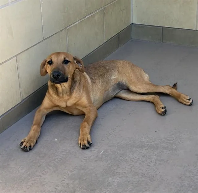 A young small-sized female German Shepherd Dog dog named Piper for adoption in Riverside, CA