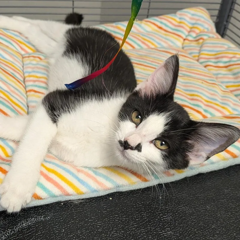 A baby small-sized female Black Domestic Short Hair cat named Petunia for adoption in Hannibal, MO