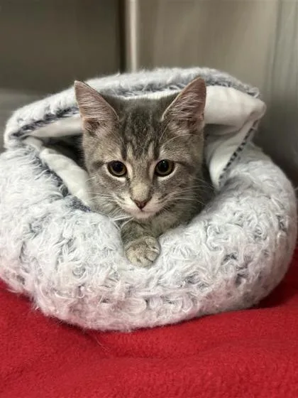 A baby small-sized female Domestic Short Hair cat named Mouse for adoption in West Chester, PA