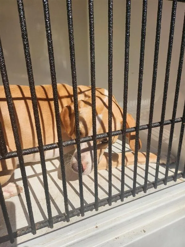 An adult medium-sized female Yellow / Tan / Blond / Fawn Mixed Breed dog named Snickers for adoption in Mobile, AL