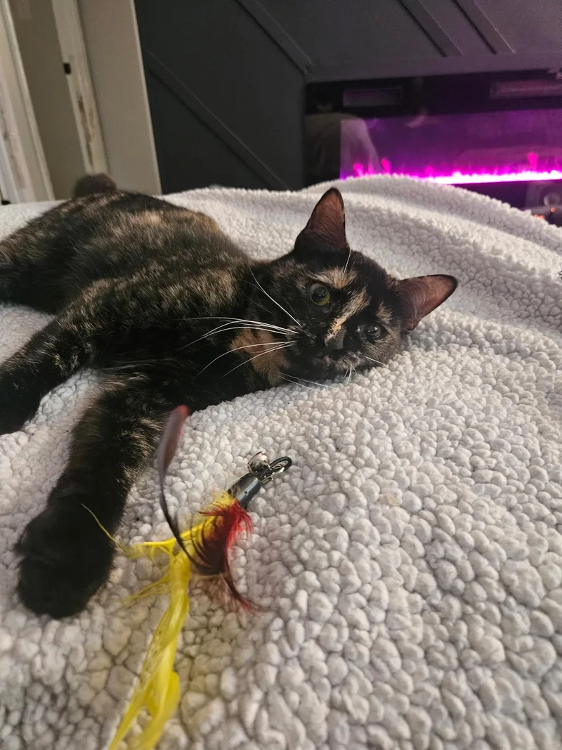 Calliope thumbnail 3