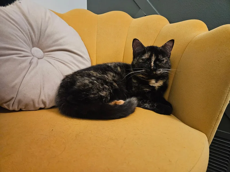 Calliope thumbnail 4