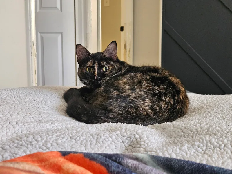 Calliope thumbnail 5