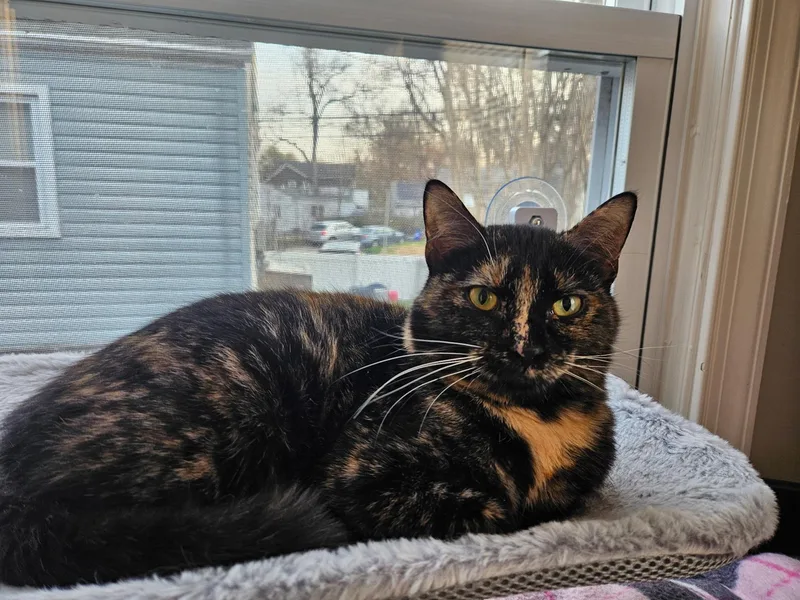 Calliope thumbnail 6