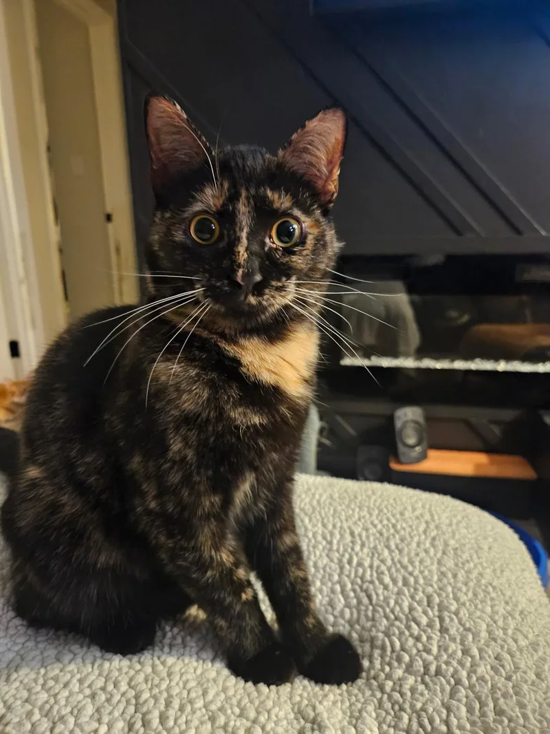 A baby medium-sized female Tortoiseshell Domestic Short Hair cat named Calliope for adoption in Beltsville, MD