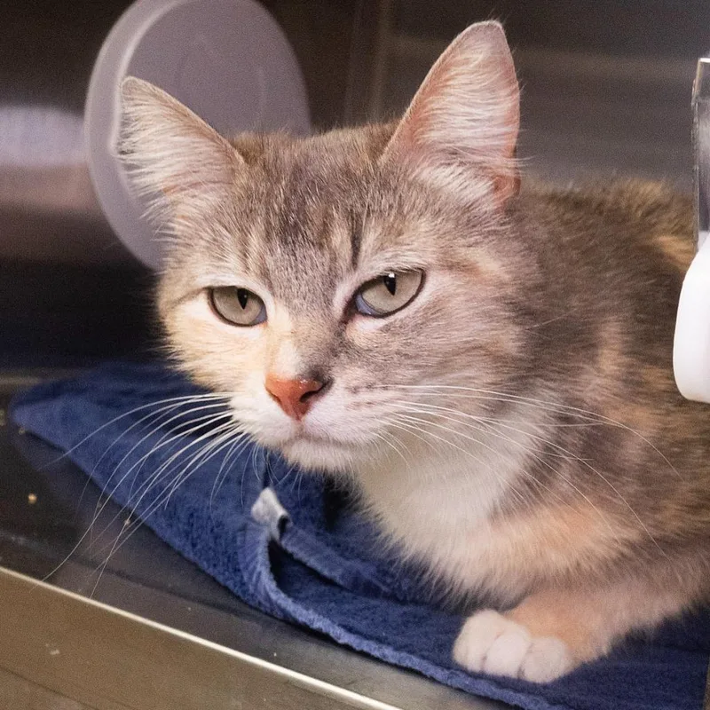 An adult medium-sized female Domestic Short Hair cat named Pod for adoption in Shoreline, WA