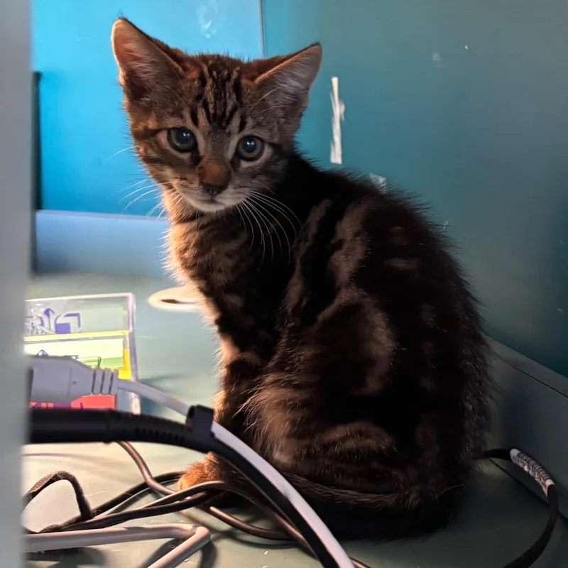 A baby small-sized male Black Domestic Short Hair cat named Abbot for adoption in Shawnee, KS