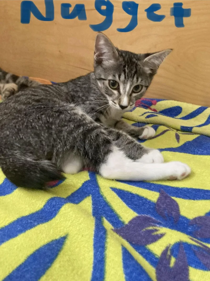A baby medium-sized male Domestic Short Hair cat named Nugget for adoption in Oviedo, FL