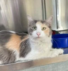 A young medium-sized female Calico cat named Caroline for adoption in Minneapolis, MN