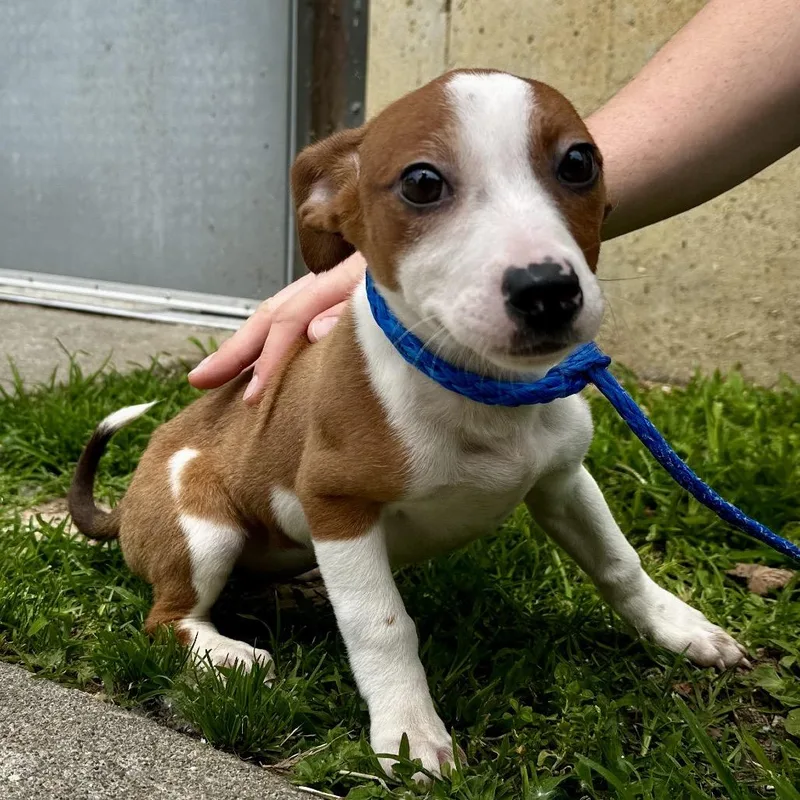 A baby small-sized female White / Cream Mixed Breed dog named Ashley for adoption in Warrensburg, MO