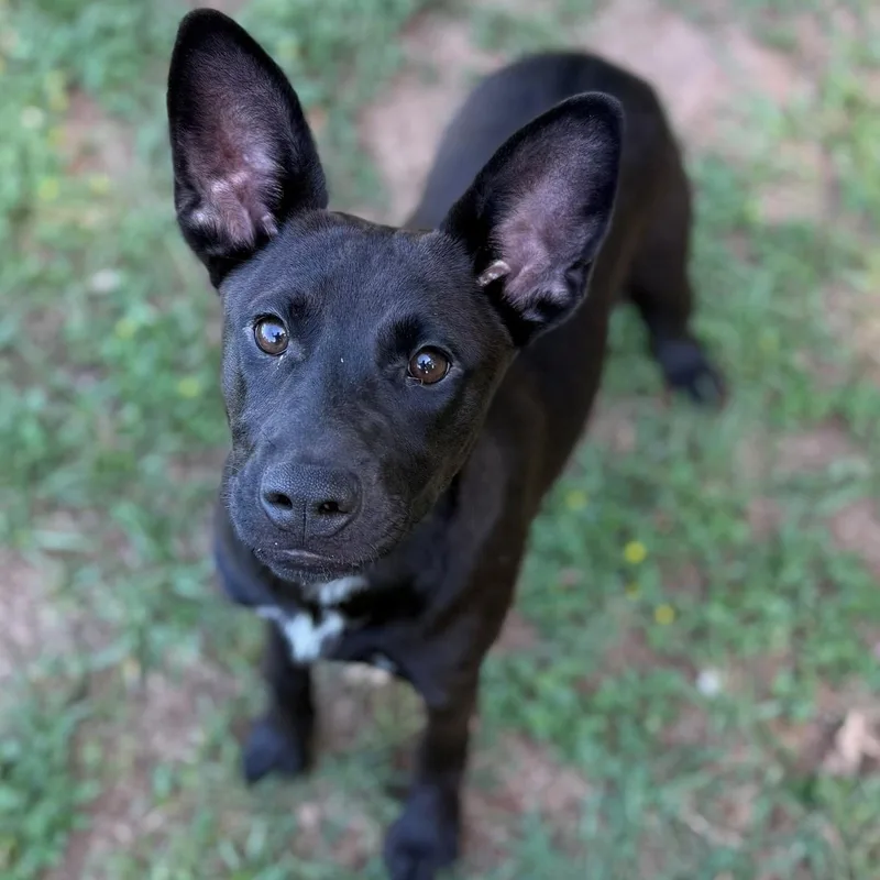 An adult medium-sized female Black Labrador Retriever dog named Diva for adoption in Summerdale, AL