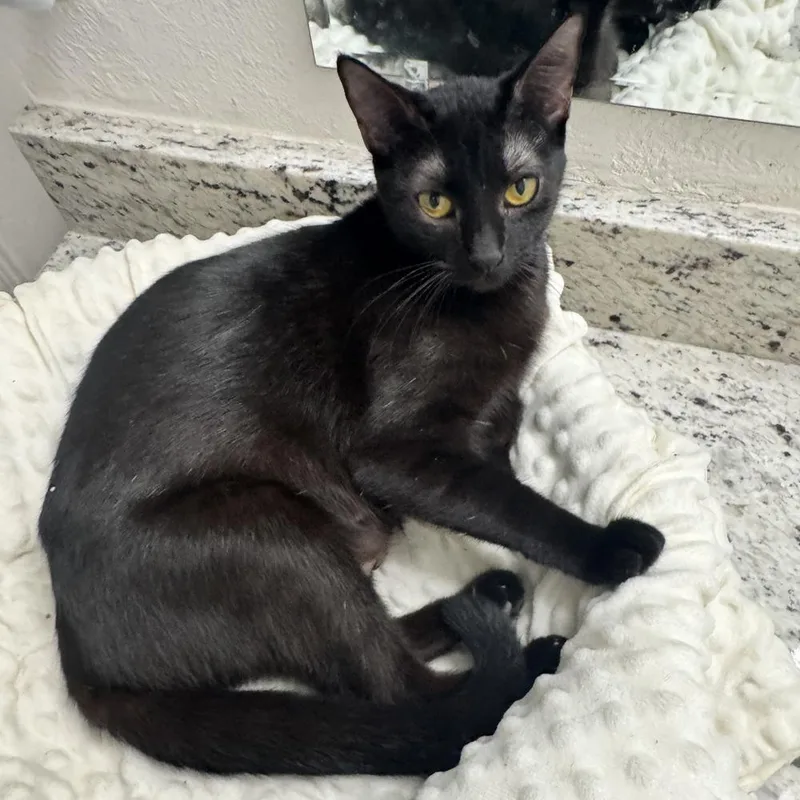 A baby medium-sized female Domestic Short Hair cat named Lady Noir for adoption in Dallas, TX