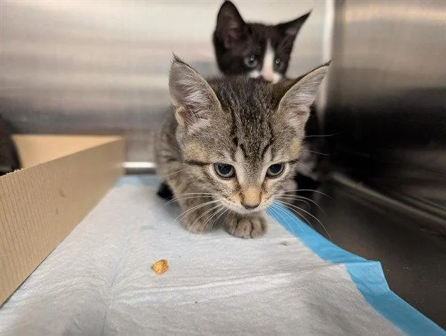 A baby medium-sized female Brown / Chocolate Domestic Short Hair cat named Patriot for adoption in Tavares, FL
