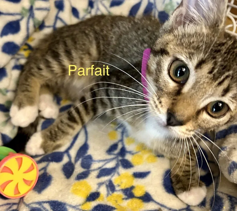 Parfait thumbnail 2