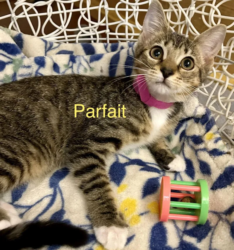Parfait thumbnail 3
