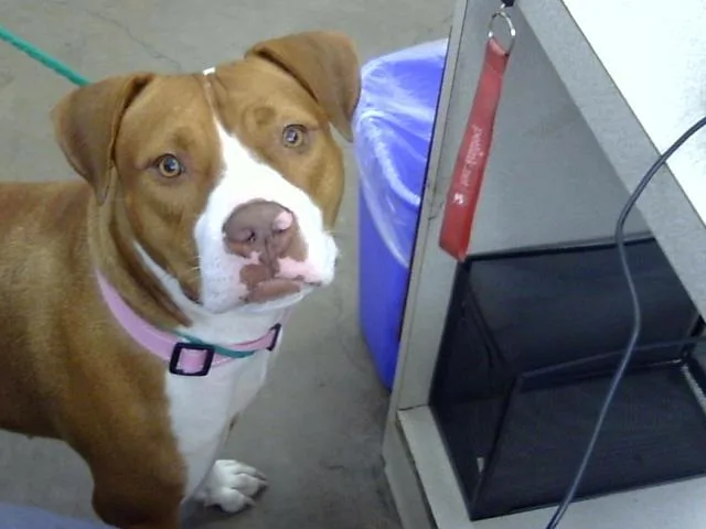 An adult large-sized female Mixed Breed dog named Cece for adoption in Dallas, TX