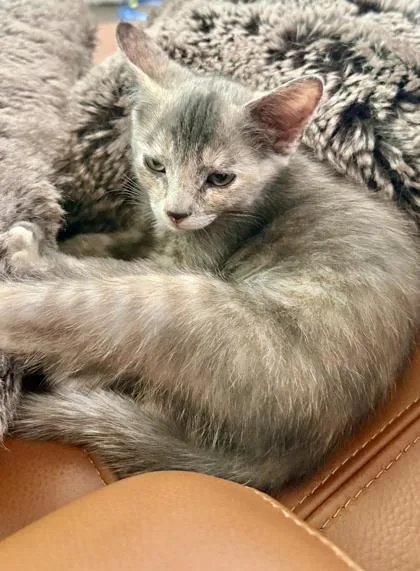 A baby small-sized female Domestic Short Hair cat named Azalea for adoption in San Diego, CA