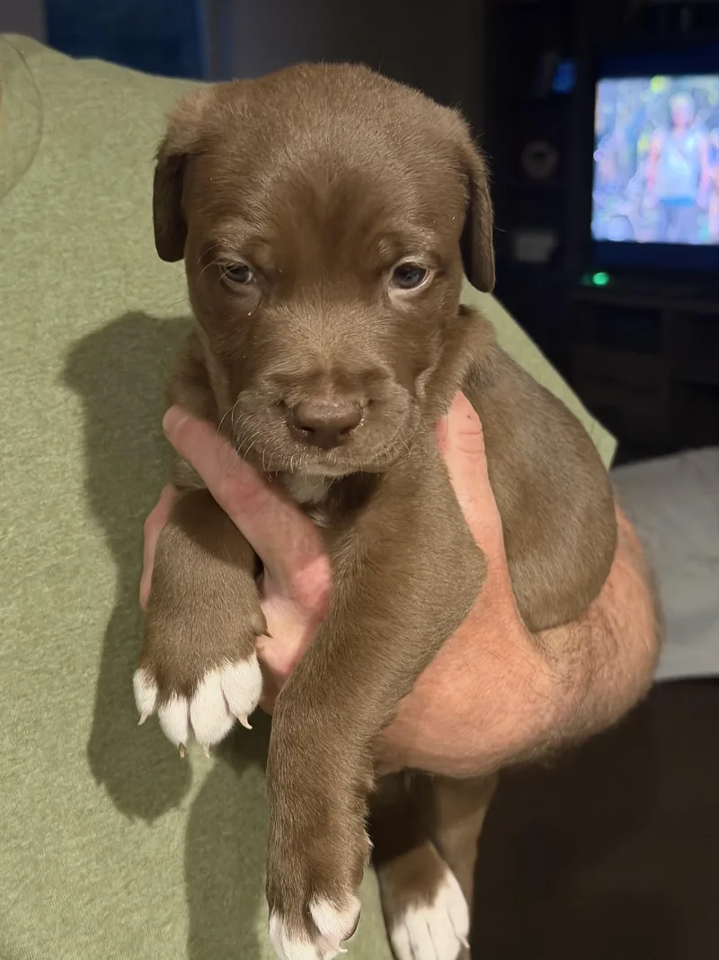 A baby large-sized male Labrador Retriever dog named Thurston for adoption in Penryn, CA