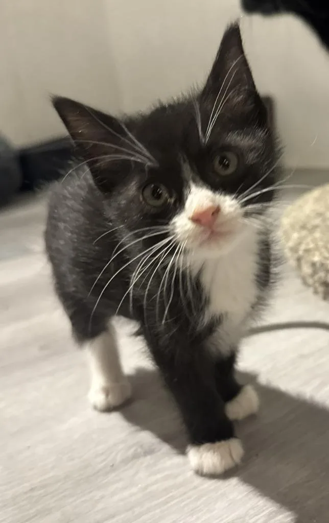 A baby medium-sized female Domestic Short Hair cat named Brynn for adoption in St. Cloud, MN