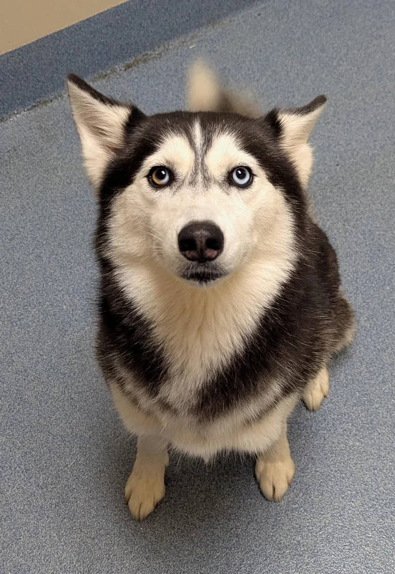 An adult medium-sized female Black Siberian Husky dog named Fallon for adoption in Suffolk, VA
