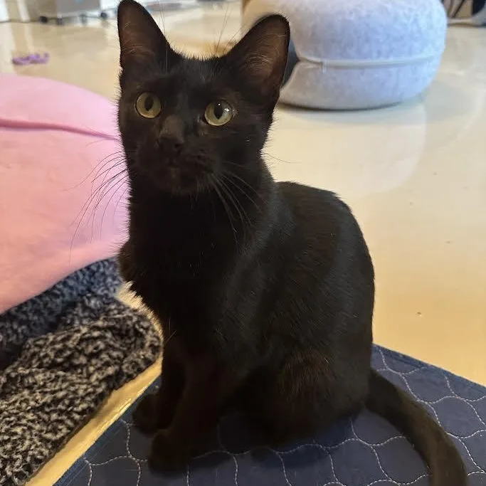 Malibu Delgado thumbnail 4