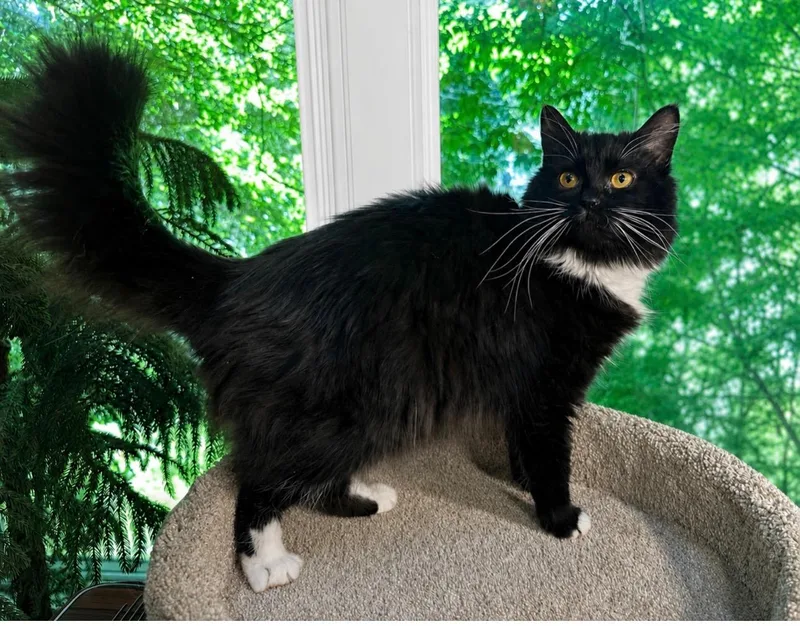 A young medium-sized female Tuxedo cat named Felicity for adoption in Danbury, CT