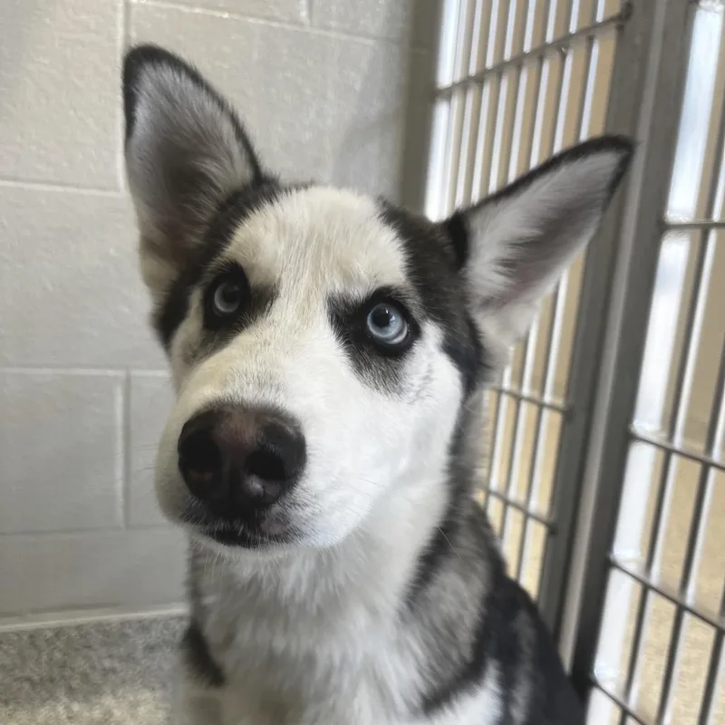 A young medium-sized female Black Siberian Husky dog named Natty for adoption in Fort Wayne, IN