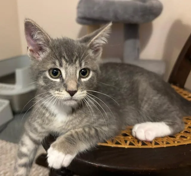 A baby small-sized male Gray & White Domestic Short Hair cat named Carl Dean for adoption in Breinigsville, PA