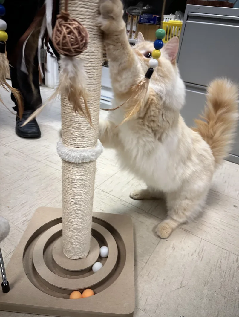 Pretty Boy Floyd thumbnail 2