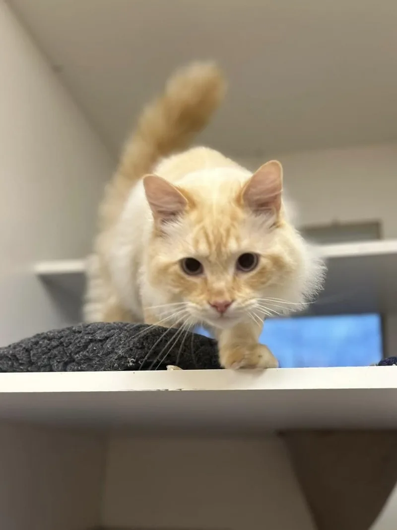 Pretty Boy Floyd thumbnail 6