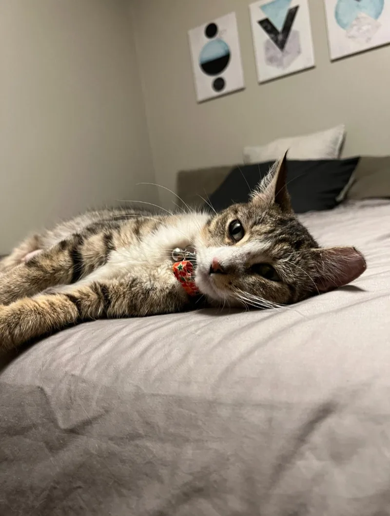 A young medium-sized female Domestic Short Hair cat named Josie for adoption in Rochester , NY