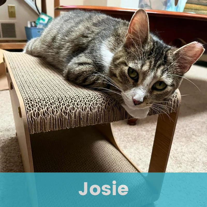Josie thumbnail 6