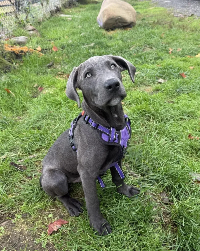 A baby medium-sized male Terrier dog named Biscuit for adoption in Pomona, NY