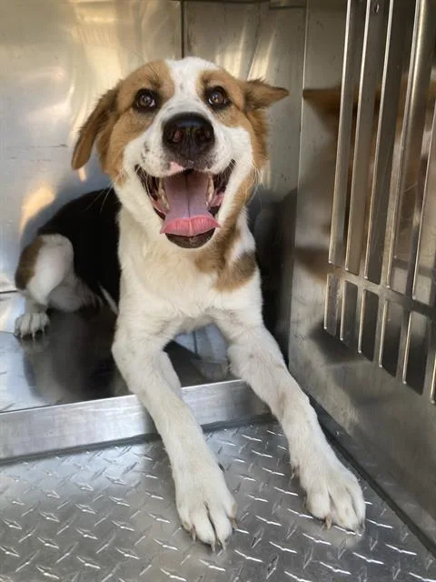 An adult medium-sized female Mixed Breed dog named Honda for adoption in Dallas, TX
