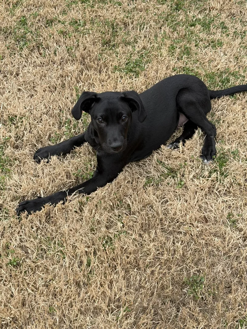 A baby medium-sized female Mixed Breed dog named Joviespecial Needs for adoption in Mount Pleasant, SC