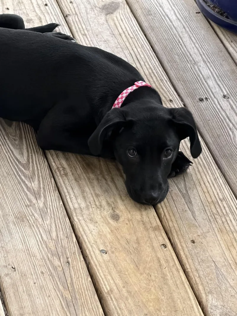 Joviespecial Needs thumbnail 3