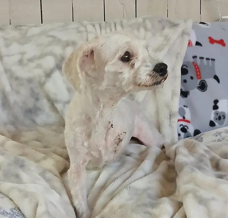 A young small-sized female Maltese dog named Button for adoption in Fort Worth, TX