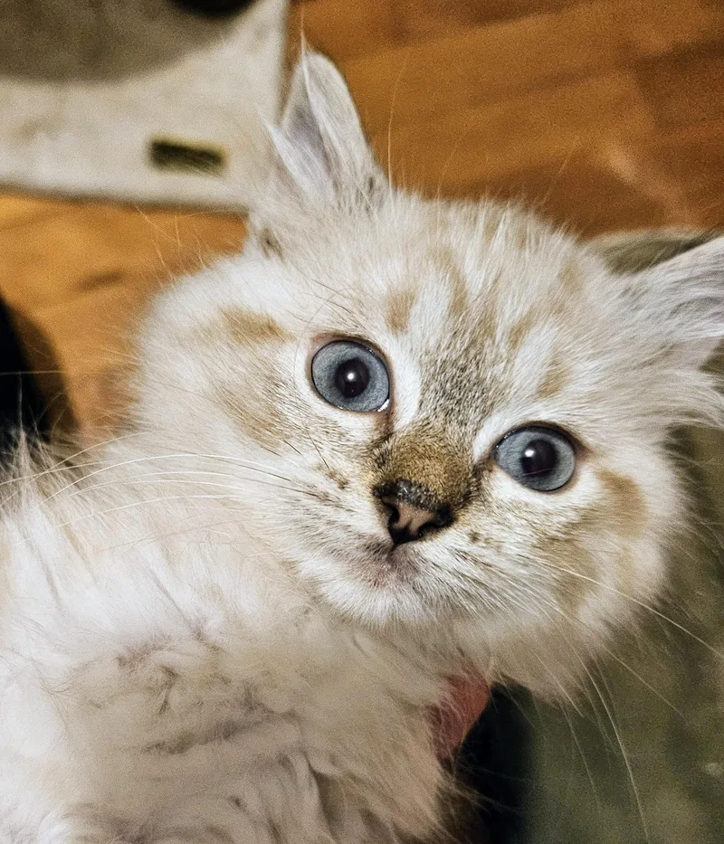 A baby medium-sized female Domestic Medium Hair cat named LIght Fury for adoption in Monson, MA