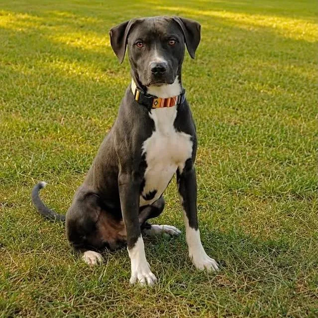 A young medium-sized male Mixed Breed dog named Fazzoli for adoption in Little Rock, AR