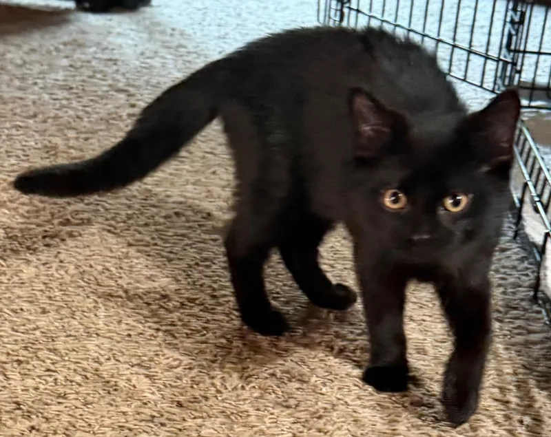 A baby medium-sized female Domestic Short Hair cat named Echo for adoption in Hartford City, IN