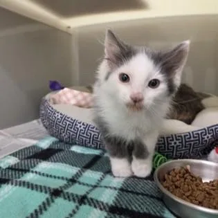 A baby medium-sized male Gray & White Domestic Short Hair cat named Pip for adoption in Phoenixville, PA