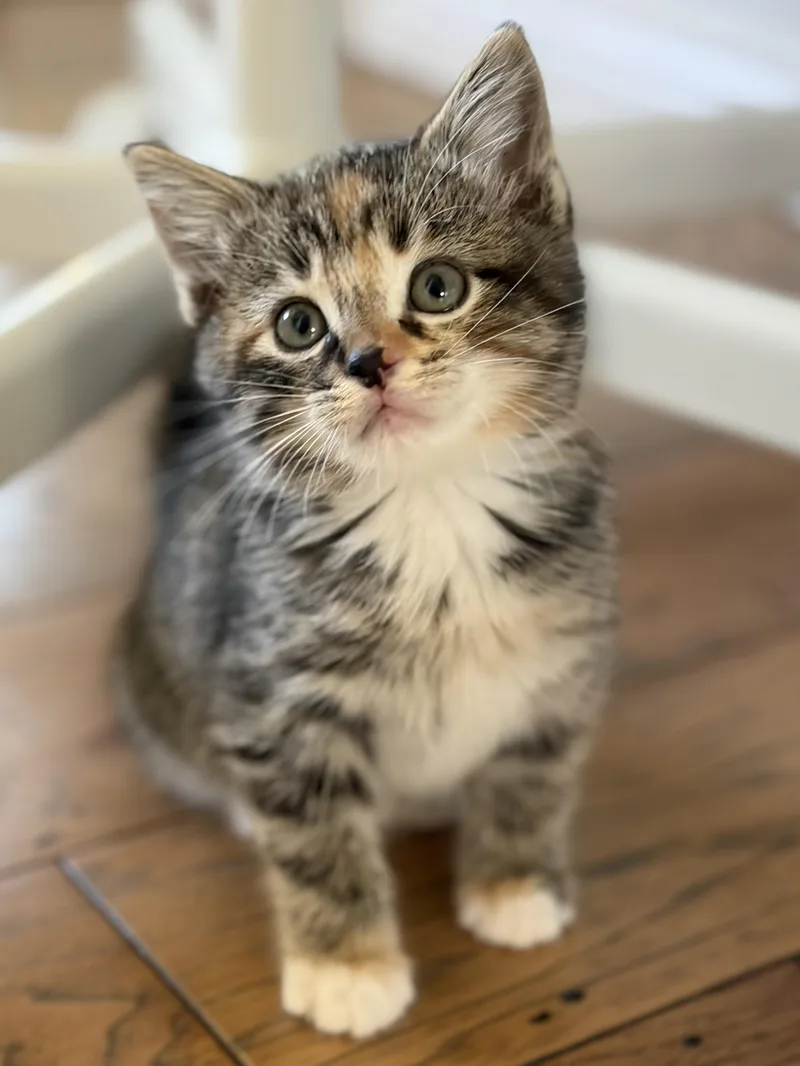 A baby medium-sized female Calico Domestic Short Hair cat named Bird for adoption in Fruit Heights, UT